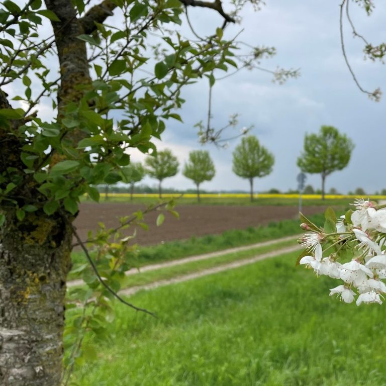 Blühende Obstbaumzweige am Feldweg als Symbol für Neubeginn, Wachstum und persönliche Entwicklung