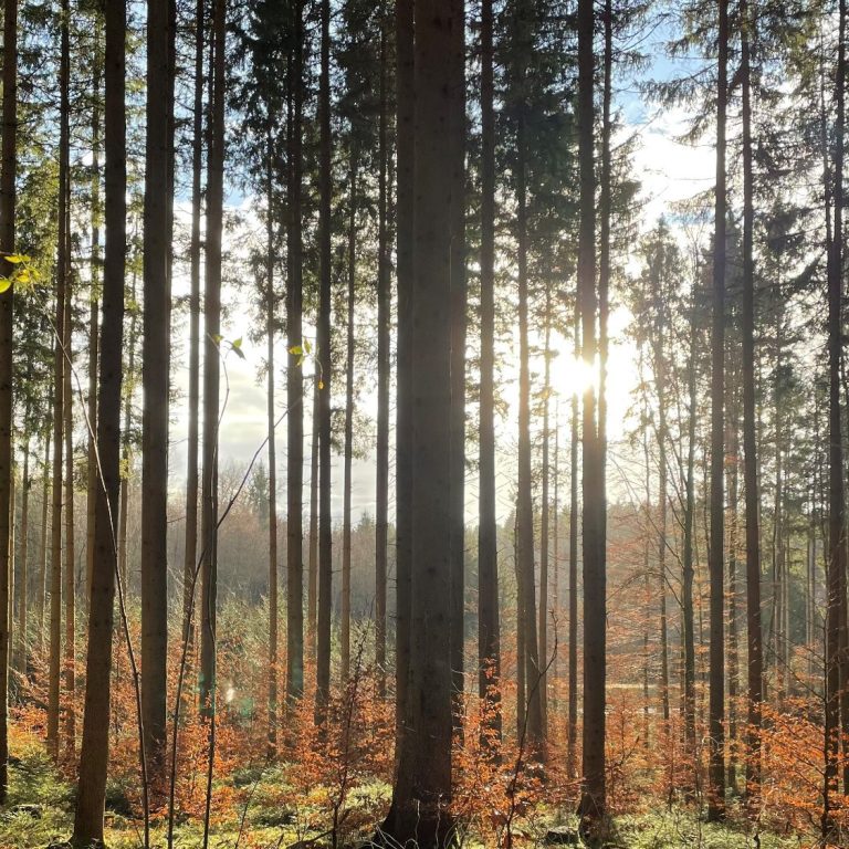 Sonnenlicht im Wald als Symbol für Klarheit, Zuversicht und den eigenen Lebensweg