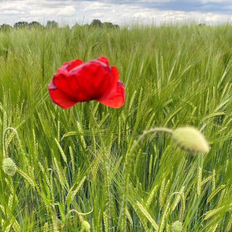 Leuchtende Mohnblume im Kornfeld als Symbol für Lebensfreude, Hoffnung und persönliches Wachstum