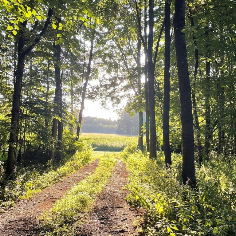 Waldweg mit Blick in die Ferne als Symbol für Neubeginn, Wachstum und persönliche Entwicklung