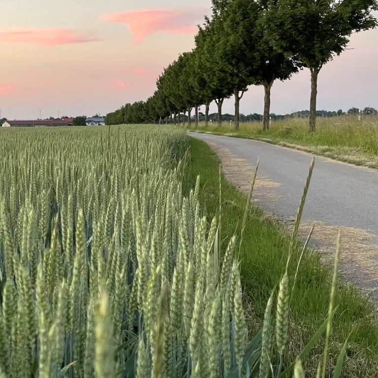Feldweg entlang eines Kornfeldes als Symbol für persönliche Entwicklung und den eigenen Lebensweg